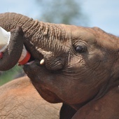 Kenia: W rezerwacie urodziły się niezwykle rzadkie bliźnięta słoniątek
