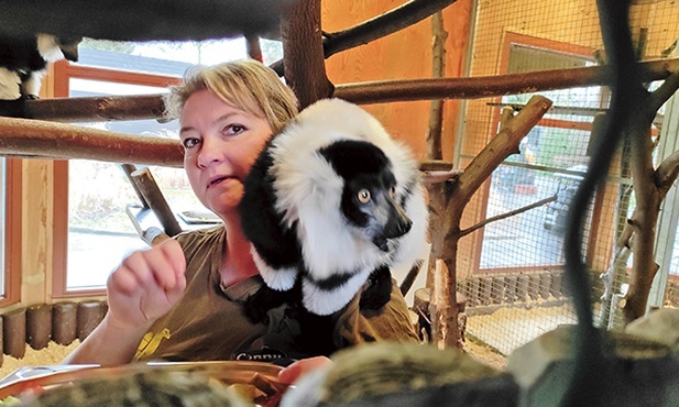 Lemurzyca Fabia rozpoznaje swoją opiekunkę, panią Anię