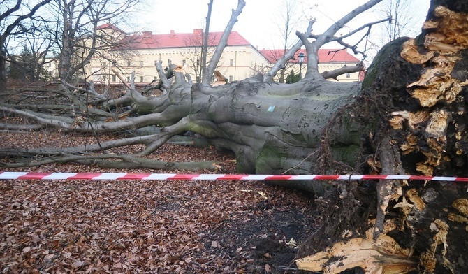 Kraków. Wichura powaliła na Plantach buka giganta