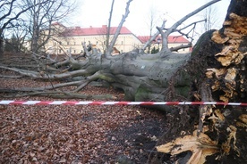 Kraków. Wichura powaliła na Plantach buka giganta