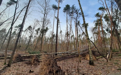 Straty w Lesie Kabackim i w innych stołecznych lasach będą możliwe do oceny dopiero, gdy skończą się wichury.