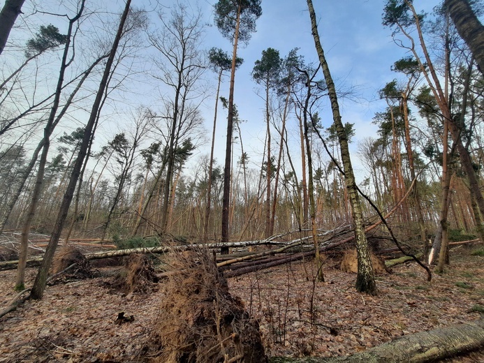 Straty w Lesie Kabackim i w innych stołecznych lasach będą możliwe do oceny dopiero, gdy skończą się wichury.