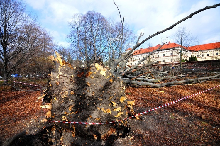 Buk na Plantach powalony przez wichurę