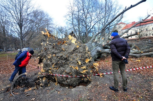 Buk na Plantach powalony przez wichurę