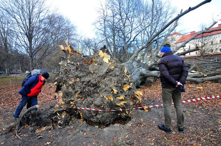 Buk na Plantach powalony przez wichurę