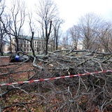 Buk na Plantach powalony przez wichurę