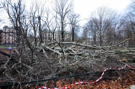 Buk na Plantach powalony przez wichurę