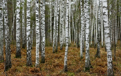 Brzozy usuwają z gleby mikroplastik