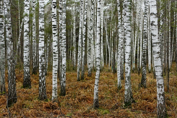 Brzozy usuwają z gleby mikroplastik