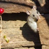 Naukowcy odmłodzili myszy