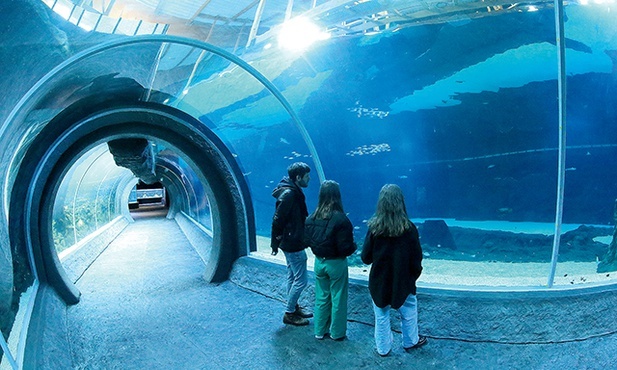 W tunelach oceanarium