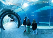 W tunelach oceanarium