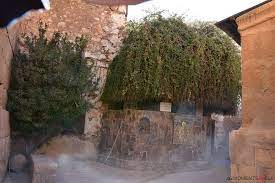 Krzew gorejący w klasztorze Świetej Katarzyny