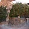Krzew gorejący w klasztorze Świetej Katarzyny