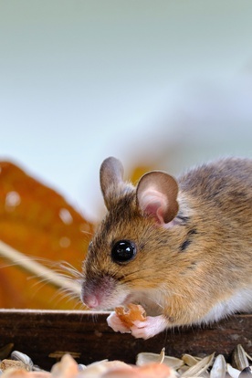 Nowy lek chroni stare myszy przed COVID-19
