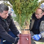 W Gdańsku górale zainstalowali ogromną wielkanocną palmę