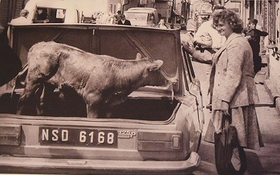 Jeszcze w latach 80. XX w., czyli stosunkowo niedawno, można było zobaczyć słynnego fiata, w którym z miasta na wieś jechała krówka.