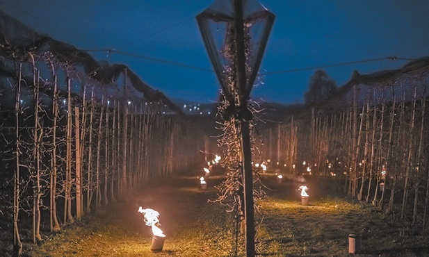 Świece mrozowe w Fetzisloh Egnach w Szwajcarii ogrzewają sad owocowy, aby ochronić pączkujące drzewa przed niskimi temperaturami.
4.04.2022  Szwajcaria