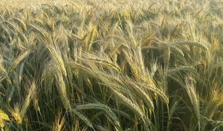 13.04.2022 | Czy problemy z zasiewem oznaczają wyższe ceny żywności?