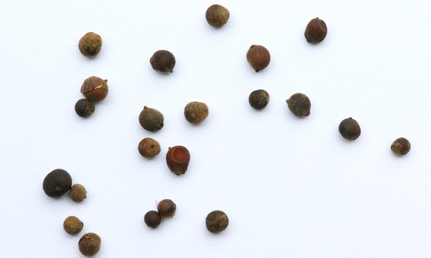 Parafianie ze Lwowa wysyłają nasiona dla Buczy i Irpienia