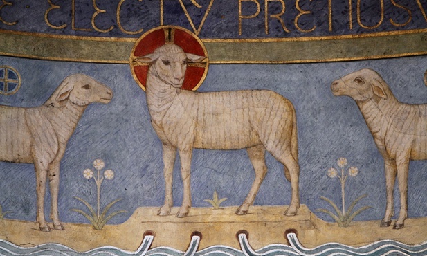 Oto są baranki młode