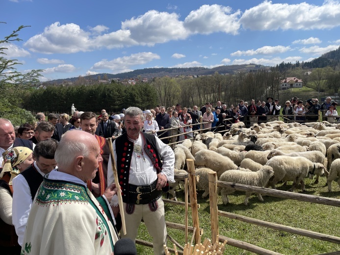 Beskidzka inauguracja sezonu pasterskiego w Rychwałdzie