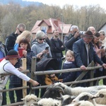 Beskidzka inauguracja sezonu pasterskiego w Rychwałdzie