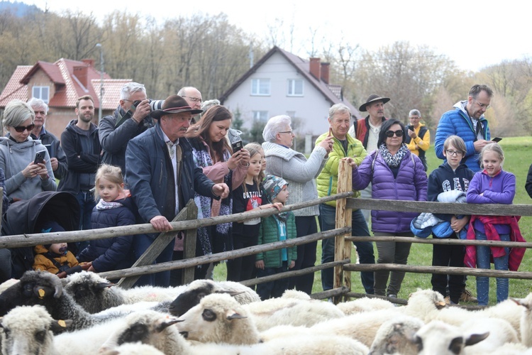 Beskidzka inauguracja sezonu pasterskiego w Rychwałdzie