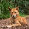 Genom dingo sugeruje, że nie pochodzi on od psów domowych