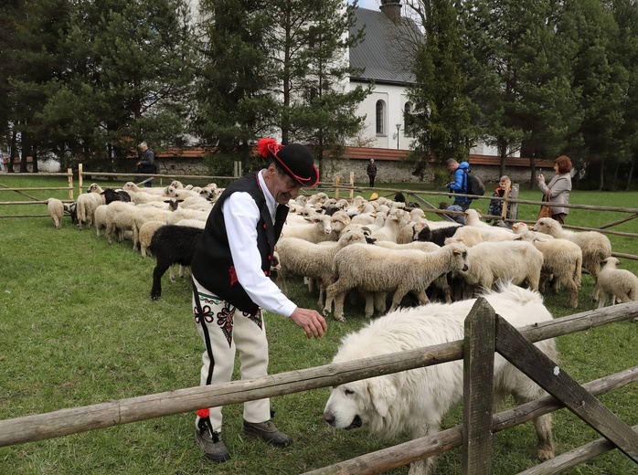 Rozpoczęcie sezonu pasterskiego w województwie śląskim