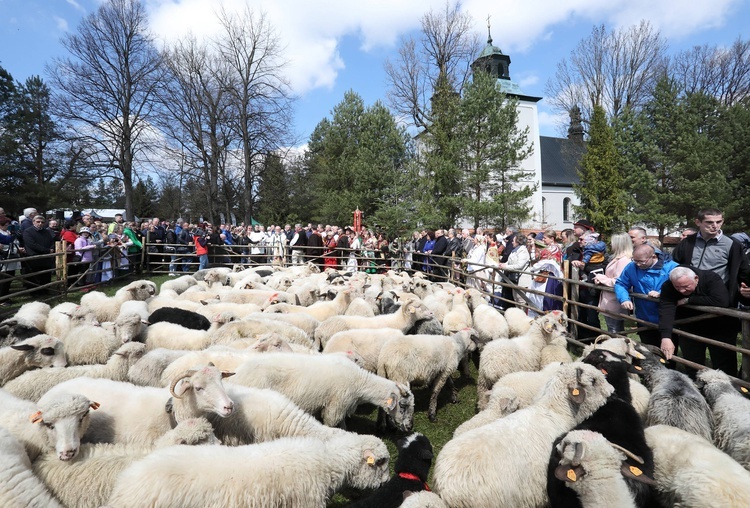 Rozpoczęcie sezonu pasterskiego w województwie śląskim