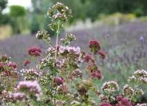 Żywa lekcja dziejów Polski w Ogrodzie Botanicznym