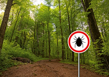 Jak odstraszyć kleszcza?