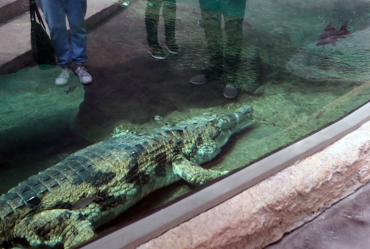 Orientarium w łódzkim zoo