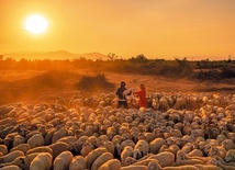 Wypas owiec w prowincji Ninh Thuan.
5.05.2022 Wietnam