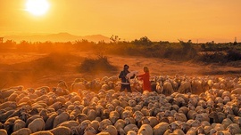 Wypas owiec w prowincji Ninh Thuan.
5.05.2022 Wietnam