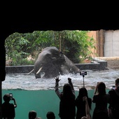 Kąpiel słoni to jedna z największych atrakcji Orientarium.
