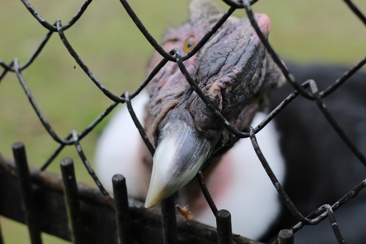 Spacer po krakowskim ZOO 