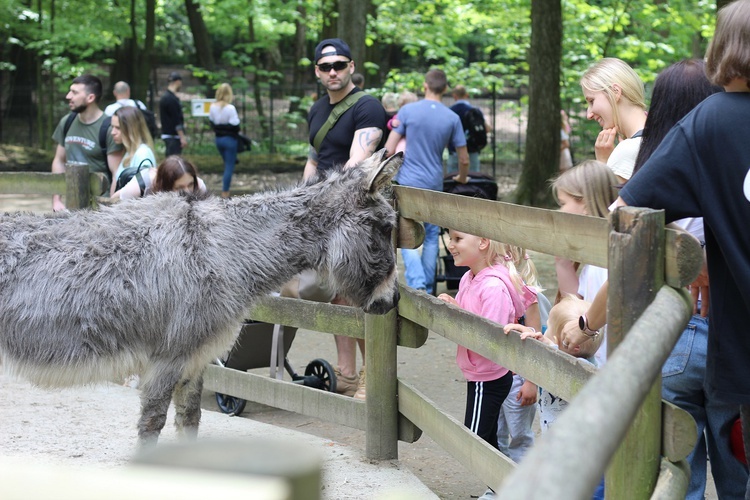 Spacer po krakowskim ZOO 