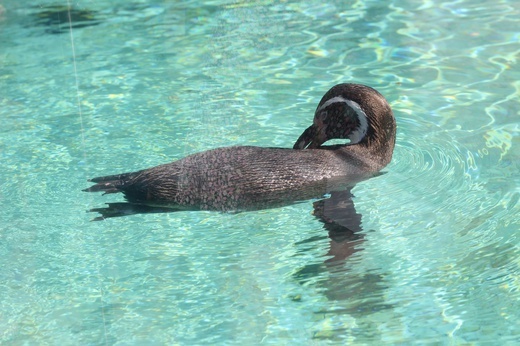 Spacer po krakowskim ZOO 