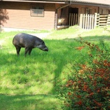 Spacer po krakowskim ZOO 
