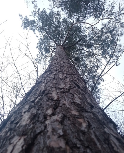 Mój las