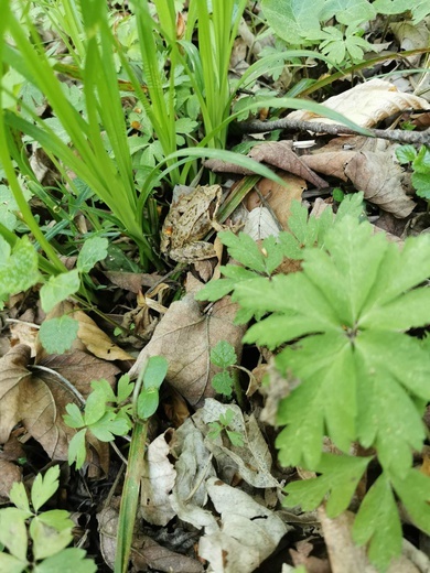 Natura wokół nas