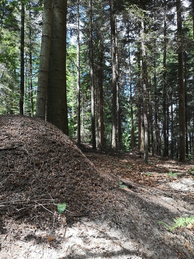 Natura wokół nas