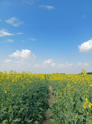 Kot, który myślał, że jest tygrysem 