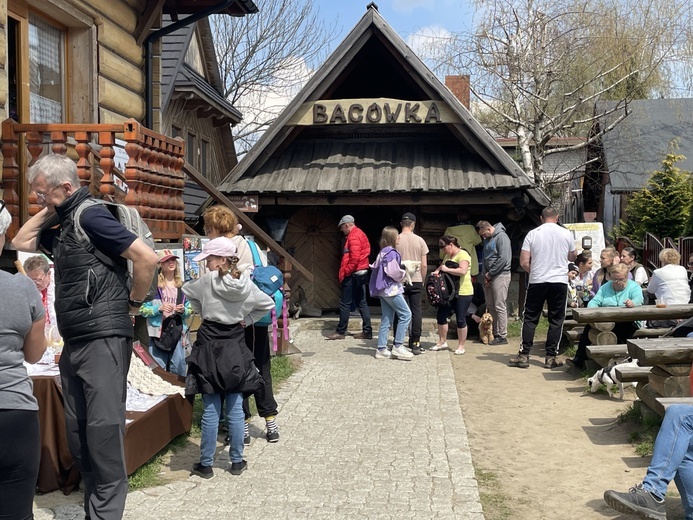 Mieszanie owiec u bacy Piotra Kohuta w Koniakowie