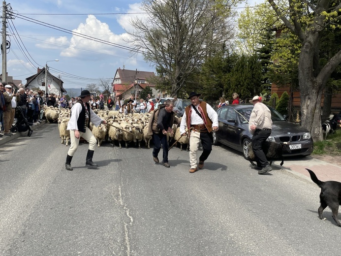 Mieszanie owiec u bacy Piotra Kohuta w Koniakowie