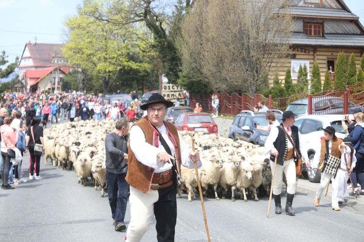 Mieszanie owiec u bacy Piotra Kohuta w Koniakowie