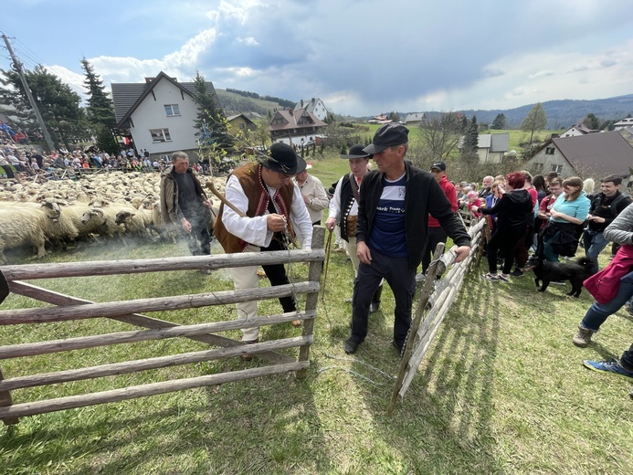 Mieszanie owiec u bacy Piotra Kohuta w Koniakowie