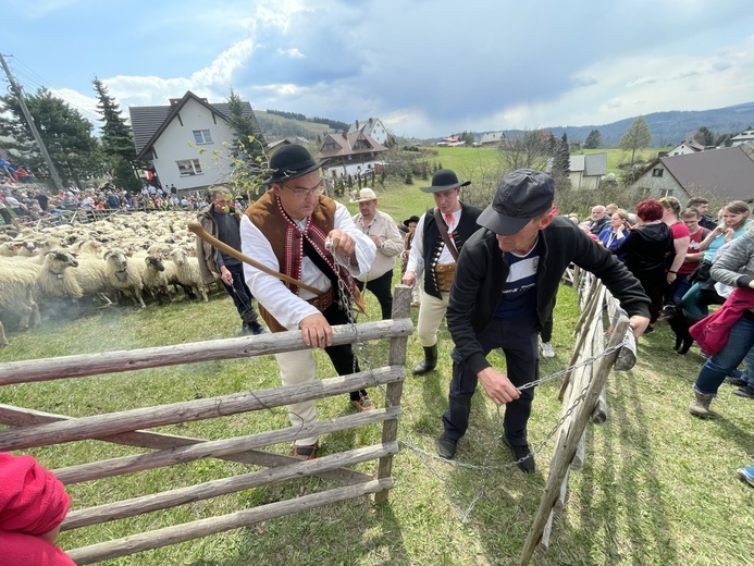 Mieszanie owiec u bacy Piotra Kohuta w Koniakowie